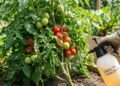 Pulverizar chá de alho nos caules dos tomates: para que serve e por que é recomendado fazê-lo a cada 2 semanas