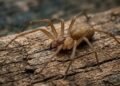 O comportamento discreto da aranha-marrom que esconde um dos venenos mais necrosantes da natureza e exige atenção redobrada em casa