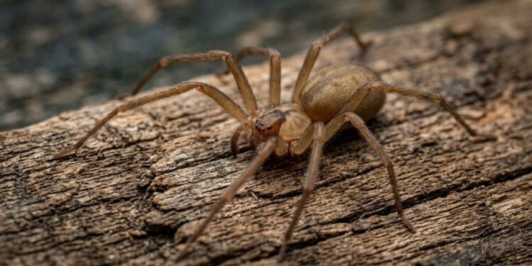 O comportamento discreto da aranha-marrom que esconde um dos venenos mais necrosantes da natureza e exige atenção redobrada em casa