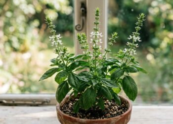 Moradora vê o manjericão começar a produzir flores na chegada dos dias quentes, deixa a planta florescer por achar bonito e semanas depois percebe que as folhas ficaram menores e diferentes das que costumava colher
