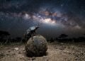 A habilidade inacreditável do besouro-rola-bosta que surpreendeu os astrônomos ao usar a luz da Via Láctea para se orientar à noite