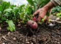 A beterraba que muita gente planta errado e acaba colhendo raízes pequenas, mas alguns cuidados deixam o bulbo maior, macio e saboroso