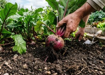 A beterraba que muita gente planta errado e acaba colhendo raízes pequenas, mas alguns cuidados deixam o bulbo maior, macio e saboroso