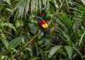 Os rituais de dança e a plumagem negra absoluta das aves-do-paraíso que surpreenderam os biólogos e absorvem quase toda a luz natural