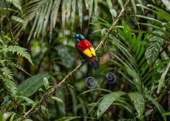 Os rituais de dança e a plumagem negra absoluta das aves-do-paraíso que surpreenderam os biólogos e absorvem quase toda a luz natural