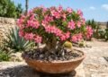 A planta de tronco grosso que enche vasos de flores coloridas e fica ainda mais bonita com sol e pouca água