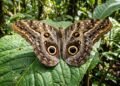 A habilidade inacreditável da borboleta-coruja que surpreendeu os biólogos ao simular os olhos de um predador para escapar da morte