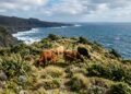 Cinco bovinos abandonados em uma ilha do Oceano Índico deram origem a 2 mil animais e o DNA revelou o segredo por trás do sucesso