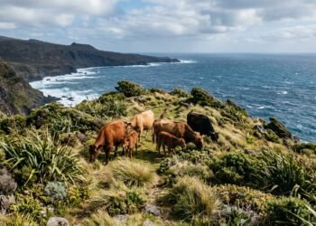 Cinco bovinos abandonados em uma ilha do Oceano Índico deram origem a 2 mil animais e o DNA revelou o segredo por trás do sucesso