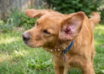O que significa quando o cachorro sacode o corpo depois de receber carinho?