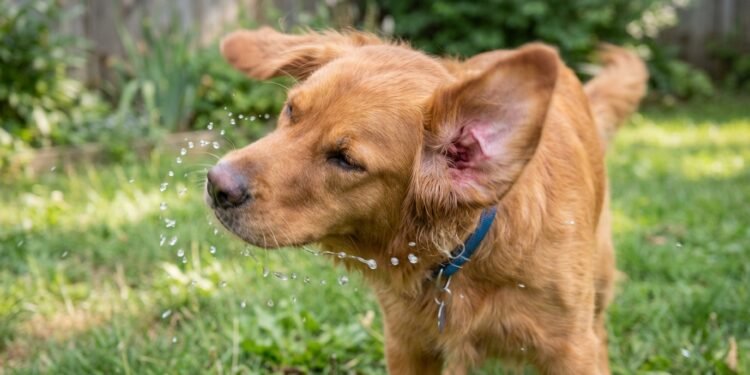 Mas o problema real começa quando a forma como você toca o animal ultrapassa os limites dele.