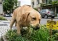 Veterinários explicam por que alguns cães comem grama: quando é normal e quando se preocupar