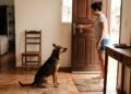 Manuel Manzano, veterinário, explica: “Os cães ficam nervosos e tristes quando são deixados sozinhos em casa.”