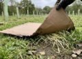 Eles cortaram a grama, cobriram o solo com papelão e reduziram as ervas daninhas invasoras em 80% em apenas 50 dias: restauraram uma importante floresta sul-americana.