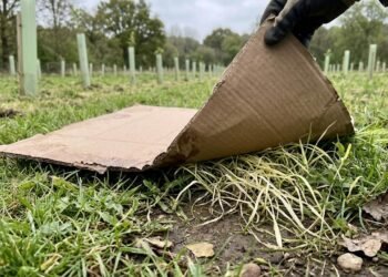 Eles cortaram a grama, cobriram o solo com papelão e reduziram as ervas daninhas invasoras em 80% em apenas 50 dias: restauraram uma importante floresta sul-americana.