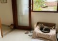 Especialistas explicam: “Os gatos podem demonstrar descontentamento e ciúme quando um novo animal entra em casa.”