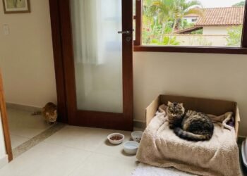 Especialistas explicam: “Os gatos podem demonstrar descontentamento e ciúme quando um novo animal entra em casa.”