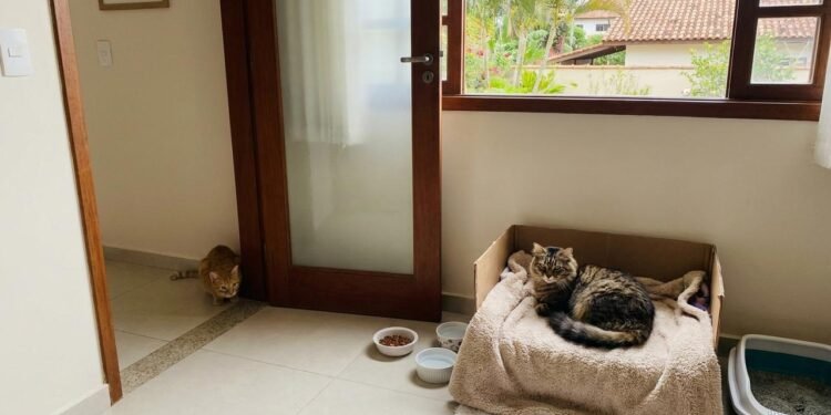 A recomendação é fazer uma introdução gradual, inicialmente mantendo o recém-chegado em um ambiente separado, com comida, água, caixa de areia, esconderijos e local próprio para descanso.