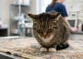 O veterinário Victor Algra afirma: “Ao contrário dos cães, os gatos conseguem sentir dor sem que percebamos, porque escondem o desconforto; aprender a interpretar os seus gestos é fundamental.”