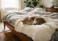 A razão pela qual muitos gatos preferem dormir aos pés da cama em vez de ficar perto do rosto do tutor