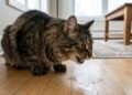 Cientistas descobrem que a urina de gato tem um odor tão forte devido a uma capacidade que os surpreende