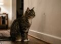O que significa quando o gato fica olhando para uma parede por vários segundos?