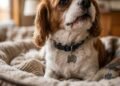 doença cardíaca canina