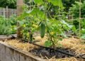 Homem planta pepino na primavera, colhe os primeiros frutos bonitos por fora e se surpreende com o sabor extremamente amargo; dias de calor e irregularidade na água ajudam a explicar o que aconteceu