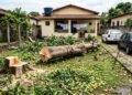 Inquilino corta mangueira antiga do quintal porque frutos sujavam os carros e proprietário só descobre alteração dois anos depois
