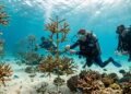 O projeto de pai e filha que começou com poucos corais e acabou criando enormes viveiros submarinos para restaurar recifes