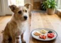 Nem toda fruta é segura para cachorro e estes cuidados simples evitam engasgos, intoxicações e problemas digestivos
