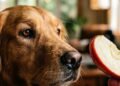 frutas para cachorro