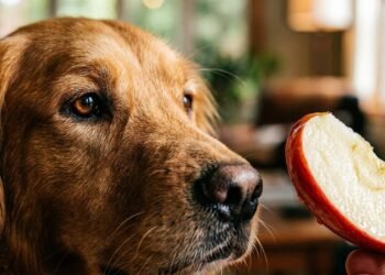 frutas para cachorro