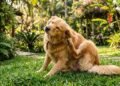 coceira em cachorros na primavera