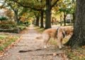 A importância de deixar o cachorro cheirar durante o passeio e por que andar sem parar não é a única forma de exercício
