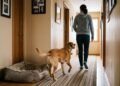 Especialistas concordam: “Seu cachorro demonstra que te ama se, quando está calmo, ele se levanta para te seguir.”