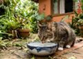 Carlos Gutiérrez, veterinário: “É preciso trocar completamente a água dos gatos pelo menos duas vezes por dia.”
