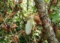 O enigma biológico das cigarras que usam ciclos de números primos de 13 e 17 anos para emergir da terra e escapar de predadores