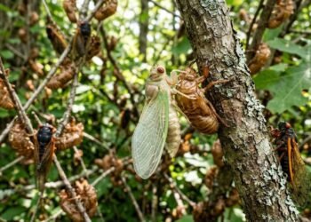 O enigma biológico das cigarras que usam ciclos de números primos de 13 e 17 anos para emergir da terra e escapar de predadores