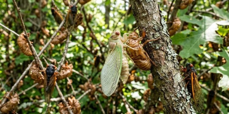 O enigma biológico das cigarras que usam ciclos de números primos de 13 e 17 anos para emergir da terra e escapar de predadores