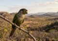 Espécie de ave rara reaparece após décadas ausente em reserva brasileira e emociona pesquisadores