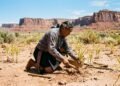 A técnica milenar dos indígenas Hopi que surpreendeu agrônomos: o milho que cresce no deserto a 30 cm de profundidade e sem irrigação