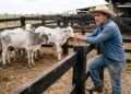 Fazendeiro compra 30 cabeças de gado e, poucas semanas depois, descobre que parte dos animais estava doente; prejuízo com tratamento e perda de peso passa de R$ 40 mil