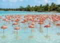A engenharia do filtro invertido no bico e a dieta de pequenos crustáceos que tornam a plumagem do flamingo naturalmente cor-de-rosa