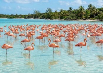 A engenharia do filtro invertido no bico e a dieta de pequenos crustáceos que tornam a plumagem do flamingo naturalmente cor-de-rosa