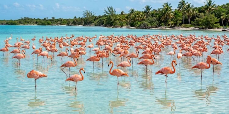 A engenharia do filtro invertido no bico e a dieta de pequenos crustáceos que tornam a plumagem do flamingo naturalmente cor-de-rosa