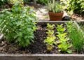 Moradora planta alface, cebolinha e manjericão no mesmo canteiro acreditando que as espécies vão competir entre si e se surpreende ao descobrir por que combinar plantas diferentes pode ser uma estratégia da horta orgânica