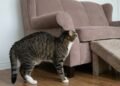 Antes de achar que é apenas idade, observe estes sinais que podem mostrar que seu gato está sentindo dor