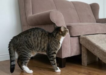 Antes de achar que é apenas idade, observe estes sinais que podem mostrar que seu gato está sentindo dor