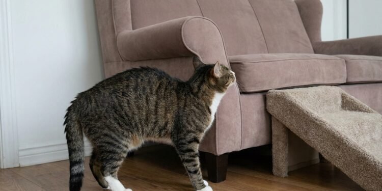 O problema é que essa blindagem comportamental faz os tutores procurarem o consultório veterinário apenas quando a doença já avançou demais.